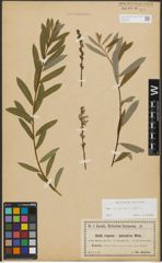 Foto von Salix purpurea L. x Salix repens L.
